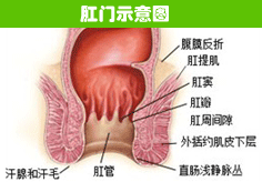 肛门示意图